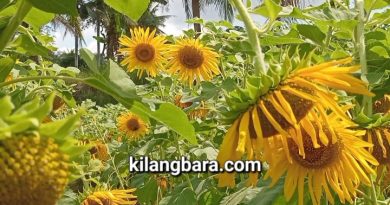 Di Kota Tasik, Kebun Bunga Matahari Jadi Destinasi Wisata Swafoto, Masuknya Gratis Bro!