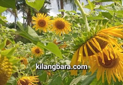 Di Kota Tasik, Kebun Bunga Matahari Jadi Destinasi Wisata Swafoto, Masuknya Gratis Bro!