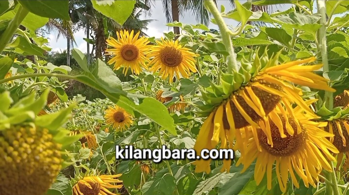 Di Kota Tasik, Kebun Bunga Matahari Jadi Destinasi Wisata Swafoto, Masuknya Gratis Bro!