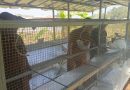 Diguyur Rp 100 Juta Pengembangan Budidaya Kelinci Bagi 3 Kelompok di Kota Tasik